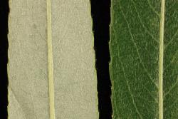 Salix alba. Upper and lower leaf surfaces.
 Image: D. Glenny © Landcare Research 2020 CC BY 4.0